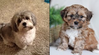 Cute And Funny Shih Poo Puppies [upl. by Saberio]