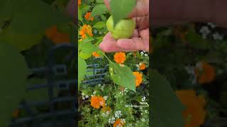 When to Harvest Tomatillos [upl. by Jennee421]