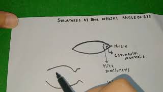 Structures at the medial angle of eyelacus lacrimalis caruncle lacrimalisplica semilunaris [upl. by Omero]