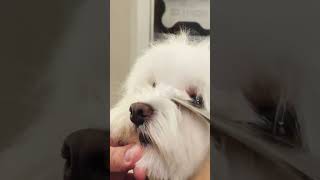 Cómo cortar el pelo de los ojitos a un Bichón Maltés con tijeras de peluquería canina [upl. by Huskamp]