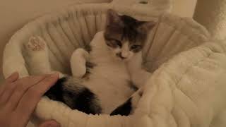 Soulis adoptnotshop adoptdontshop rescuecats rescueanimals openadoption catadopting [upl. by Tresa]