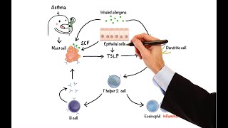 Pharmacology  DRUGS FOR ASTHMA AND COPD MADE EASY [upl. by Lemmy445]