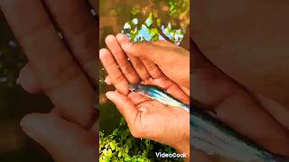 Shark catfish🐳Like and subscribefish fishkeeping catfish pondfish like shorts subscribe [upl. by Lramaj]