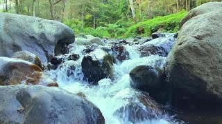 Waterfall Gentle Stream Sound in forest Waterfall Sounds Flowing Water White Noise for Sleep [upl. by Halian]