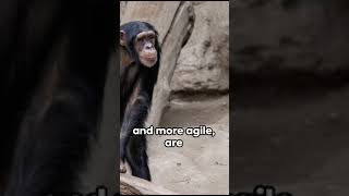 Difference between Gorilla and Chimpanzeeeducation wildlife animals gorilla chimpanzee shorts [upl. by Notselrahc]