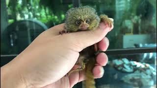 Adorable Finger Pygmy Marmoset Monkey  Common Marmoset Monkey [upl. by Cronin967]