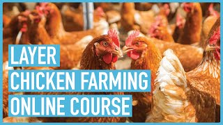 The Ultimate Guide to Successful Layers Chicken Farming  Course Introduction and Outline [upl. by Rubie]