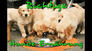 Allgemeines zur richtigen Hundeernährung  Futterberatung  Hundefutter  Nature Trails [upl. by Timrek]