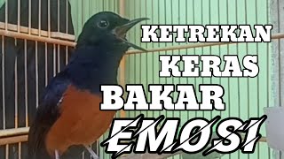 KETREKAN MURAI BATU EMOSI [upl. by Keefe]