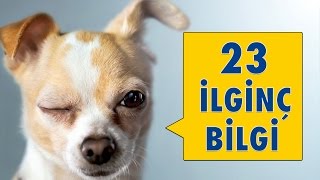 Köpeklerle İlgili 23 İlginç Bilgi [upl. by Hamrnand]