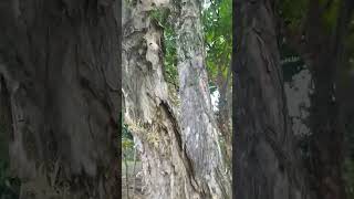 youtubeshorts shortvideo nature plants tree Melaleuca cajuputi [upl. by Ennayar]