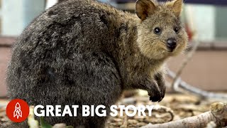 How Quokka Selfies Helped Protect This Adorable Animal [upl. by Bubalo]