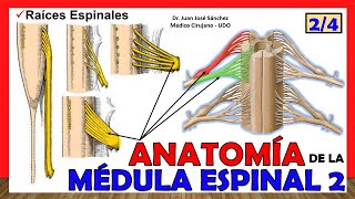 🥇 MÉDULA ESPINAL 24  Raíces Espinales Anatomía ¡Explicación fácil [upl. by Bj468]