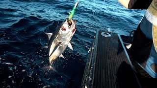 fishing Hokitika Trench NEW ZEALAND  ALBACORE TUNA Catch and cook SWORDFISH offshore adventure [upl. by Yrahk247]