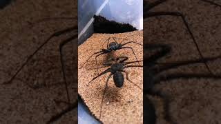 Phrynus pseudoparvulus Amblypygi  Whip spider fighting [upl. by Denise]