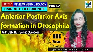 ANTERIORPOSTERIOR AXIS FORMATION IN DROSOPHILA PART2  CSIR NET DEVELOPMENTAL BIOLOGY [upl. by Natam929]