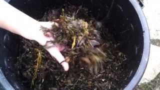 How to make Liquid Fertiliser with Seaweed  A Permaculture Video [upl. by Namsu]