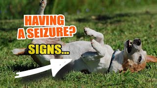 🐶😟 How to RECOGNIZE and TREAT a SEIZURE in your Dog [upl. by Htiekel91]