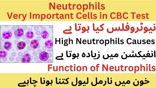 Neutrophils  very important cells in CBC Test  High Causes [upl. by Nesnej68]