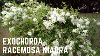 Exochorda Racemosa Niagra [upl. by Crisey]