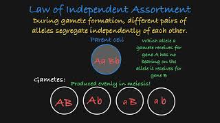 Mendel’s Law of Independent Assortment Explained [upl. by Wemolohtrab163]