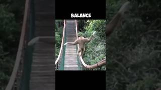 AMAZING BALANCING Of Gibbons  The Master Acrobats 😱 [upl. by Candice745]