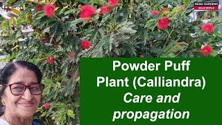 Powder puff plantCalliandra [upl. by Leamhsi]