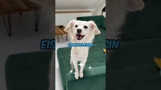 Wie viel EisWuffzessin steckt in meinem Hund hund vlog frozen eis [upl. by Nahij]