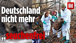 Seuchenalarm in Brandenburg So soll die SchweinepestAusbreitung verhindert werden [upl. by Zsolway]