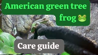 American green tree frog 🐸 care guide [upl. by Anim]