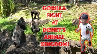 Gorillas Fighting At Disneys Animal Kingdom  Walt Disney World [upl. by Euqinotna]