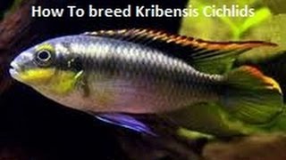 How To breed Kribensis Cichlids [upl. by Moreta]