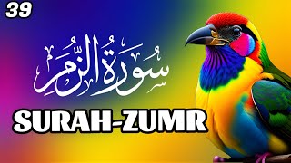 Surah Zumar full with Arabic Beautiful Quran Recitation  flowers rose nature Yaseen Rahman Yasin [upl. by Odnanreh]