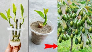 TECHNIQUE Instructions on how to propagate Jackfruit and Avocado trees extremely simply [upl. by Wesla]