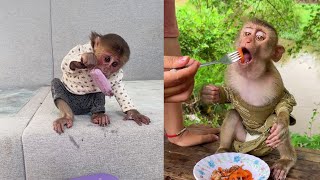 See this funny monkey Icy Is Eating Snack Outside cute monkey animals eating [upl. by Marr697]