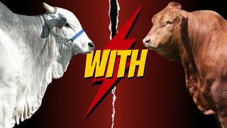 quotWhy BeefmasterNelore Crossbreeding is Transforming the Cattle Industryquot [upl. by Webb]