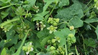 Heggenrank Bryonia dioica met Heggenrankbij Andrena florea  NL Bloeit  Planten van hier [upl. by Hamann]