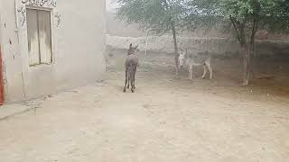 Kamal donkey is playing field with samal donkey [upl. by Dare834]