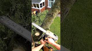 Silver Birch Removal Next To⚡️ Wires Out Now🌳 chainsaw shorts stihl arborist short [upl. by Lyrred326]