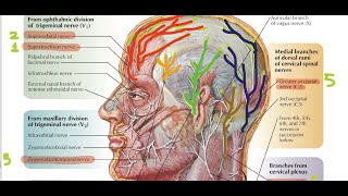 Sensory Nerve Supply of the Scalp  Head and Neck Anatomy [upl. by Kram]