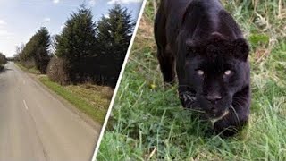 Big black cat sightings UK 2024 [upl. by Uamak]