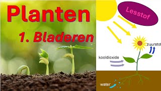 Planten 1 Bladeren Weefsels in bladeren bladgroenkorrels huidmondjes en stevigheid in cellen [upl. by Bradley]