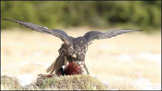 Peregrine Falcon Sound Video [upl. by Rauscher]