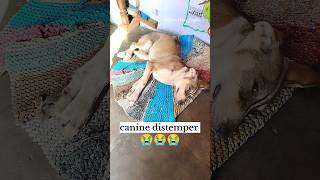 canine distemper virus 🦠cd virus symptoms  caninedistemper streetdog viral new simba [upl. by Radmen]