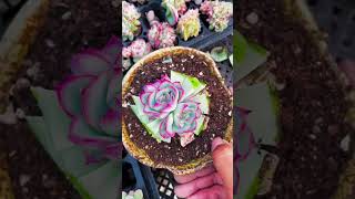 Cutting succulents succulent shortvideo nature decoration farming indoorplants houseplants [upl. by Bran763]