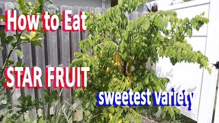 How to Eat Star fruit fresh  Carambola Kari variety  So Sweet GardenHula [upl. by Enilatan]