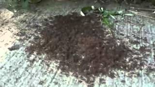 Crazy Ants Driving out Fire Ants in South [upl. by Ymled31]