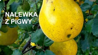 Pigwówka  nalewka z pigwy  przepis [upl. by Alletsyrc]