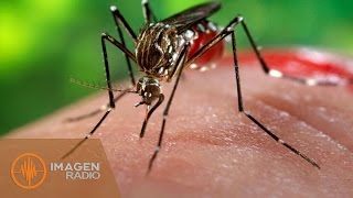 OMS advierte de posible crisis mundial por virus del Zika  Pascal Beltrán [upl. by Nicram]