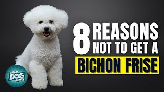 8 Reasons Why You SHOULD NOT Get a Bichon Frise [upl. by Ahsot857]